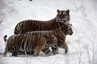 Illustration for article titled Caturday - Panthera tigris Edition